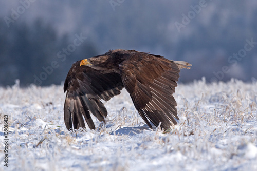 White-tailed eagle, haliaeetus albicilla, Czech republic