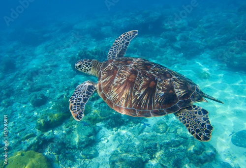 Sea turtle closeup undersea photo. Green turtle in sea water. © Elya.Q