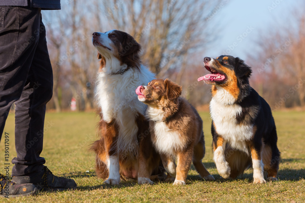 portrait of three Australian Shepherd dogs portrait of three Australian Shepherd dogs