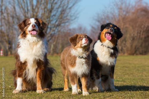 portrait of three Australian Shepherd dogs