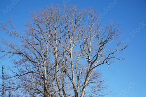 winter oak tree against blue sky 