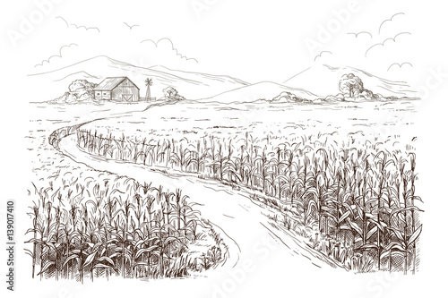 Hand drawn vector illustration sketch cornfield with a road between fields photo