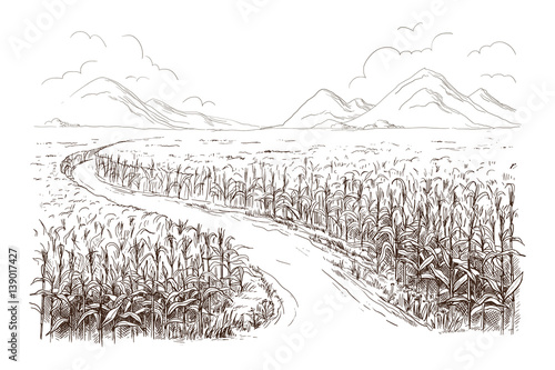 Hand drawn vector illustration sketch cornfield with a road between fields Fototapet