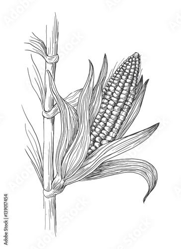Hand drawn vector illustration of corn grain stalk sketch