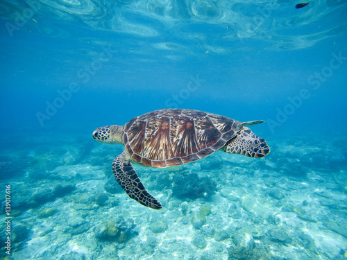 Wild green turtle swimming underwater in blue tropical sea.