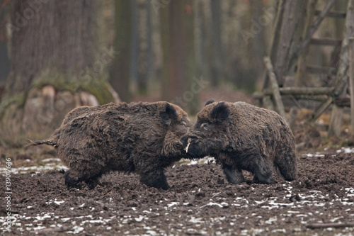 wild boar  sus scrofa  Czech republic