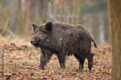 wild boar, sus scrofa, Czech republic © prochym