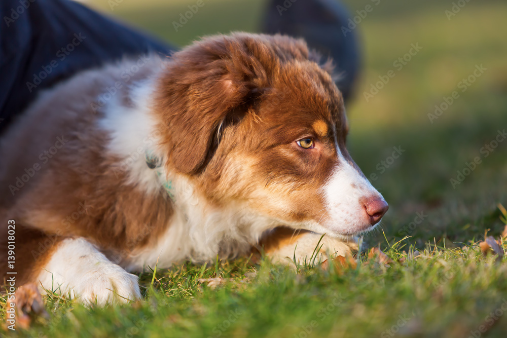 puppy lies under the leg of his master