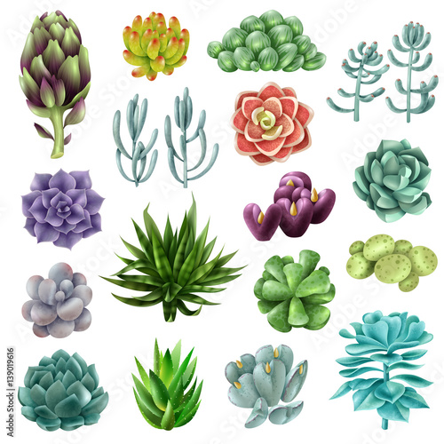 Isolated colored succulents