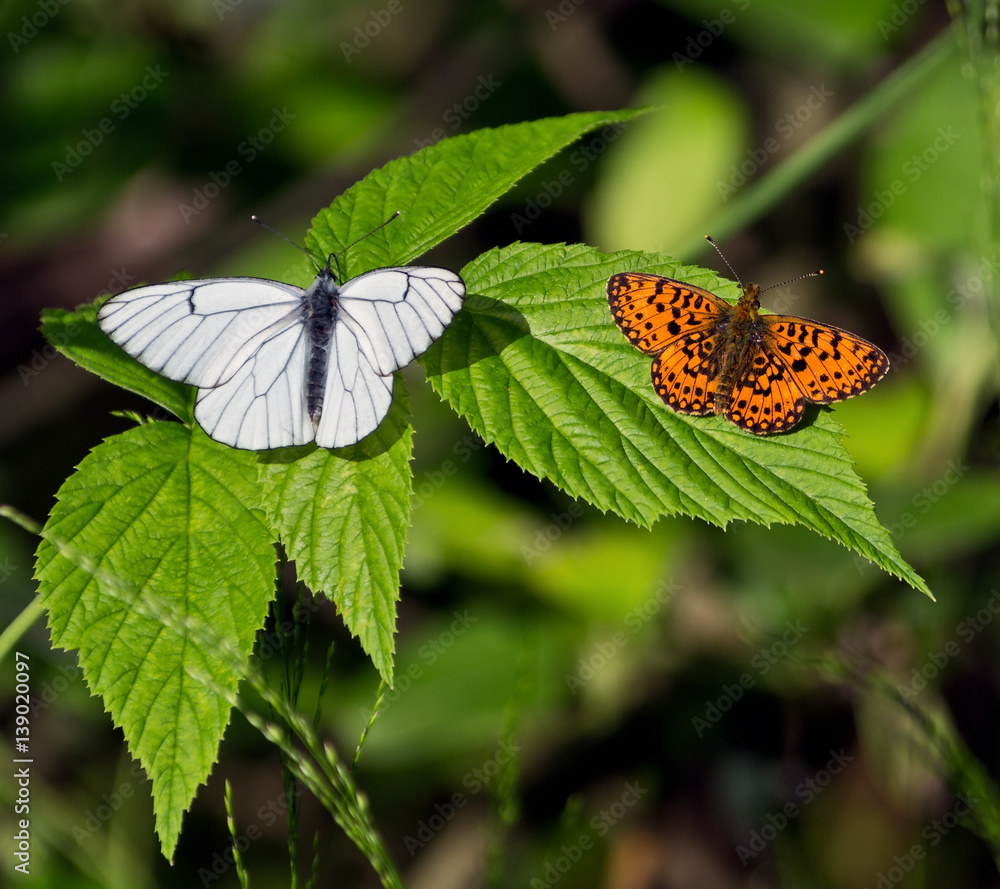Two of the butterfly leaf raspberry Two of the butterfly leaf raspberry