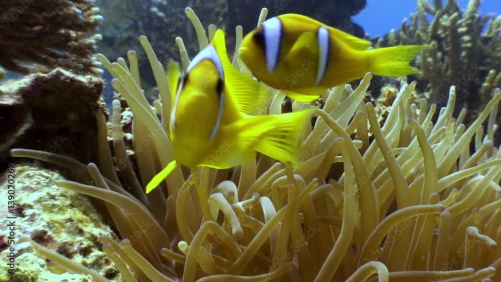 Anemones and clown fish underwater on background marine landscape in Red sea. Swimming in world of colorful beautiful wildlife of reefs and algae. Inhabitants in search of food. Abyssal diving. Anemones and clown fish underwater on background marine landscape in Red sea. Swimming in world of colorful beautiful wildlife of reefs and algae. Inhabitants in search of food. Abyssal diving.