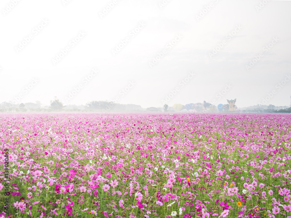 cosmos flower field on mountain