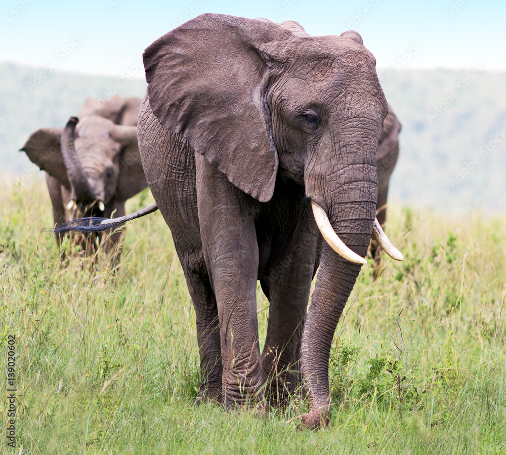 Family of african elephant on the Masai Mara National Reserve, Kenya