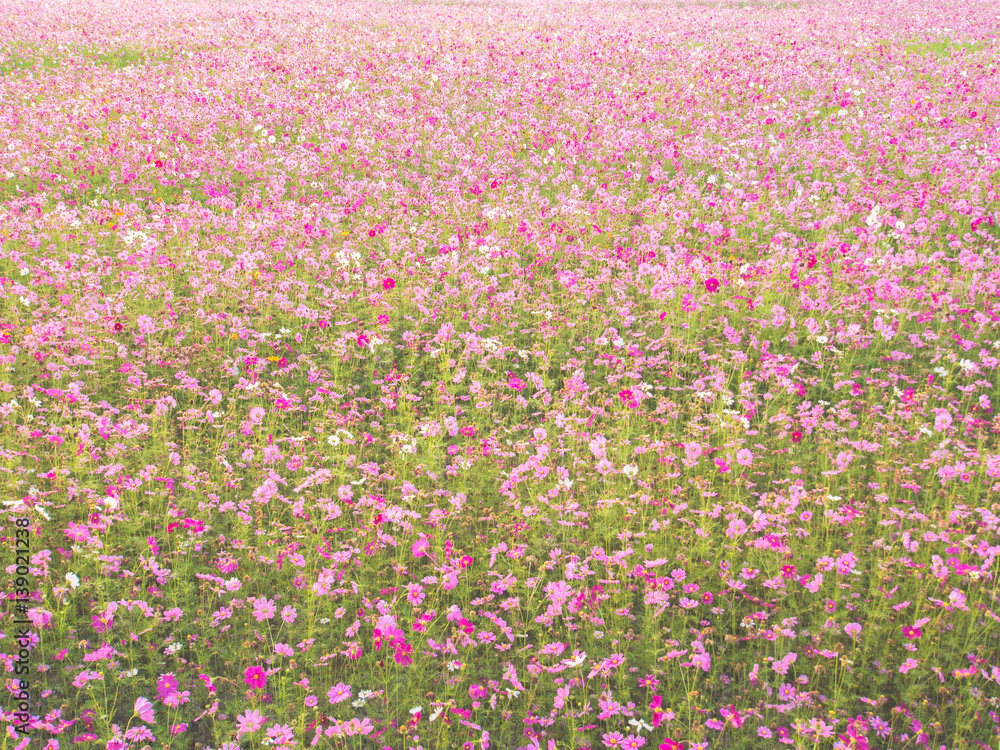 cosmos flower field on mountain