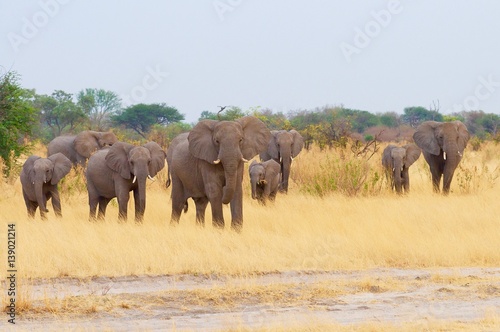 Family group of Elephants in Botswana, Africa