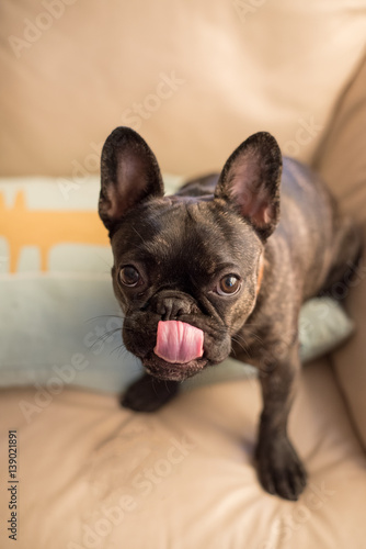 Cute frenchy poking his tongue out © Colin