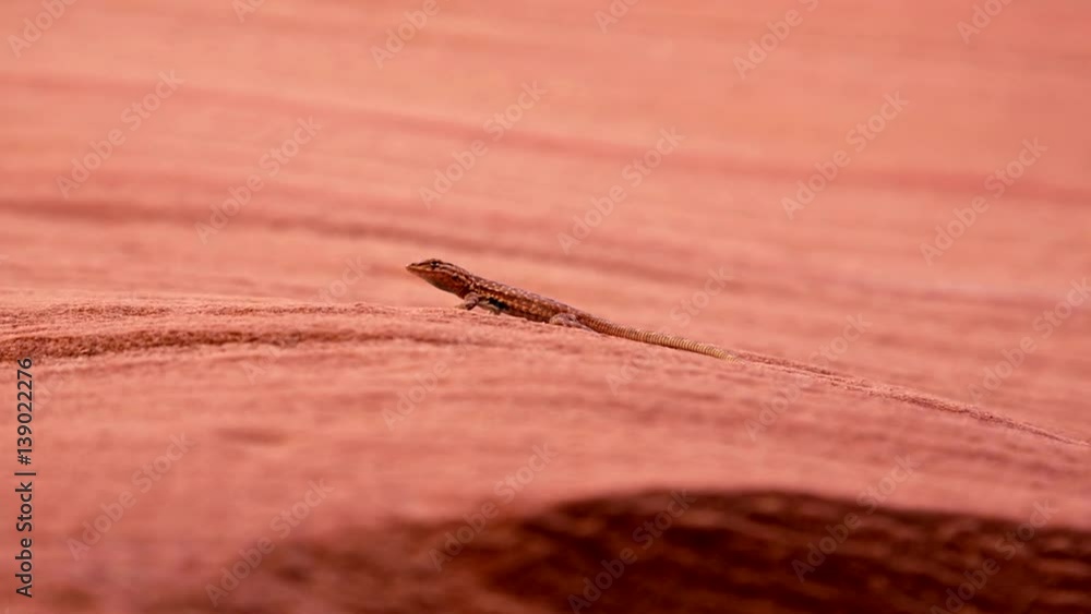 Close-up of a lizard in a sand stone rock. Close-up of a lizard in a sand stone rock.