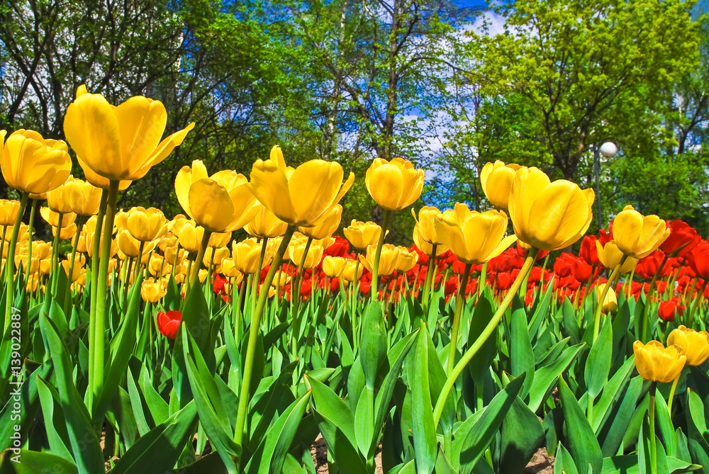 Obraz premium Yellow and red tulips on a flowerbed in a Sunny weather