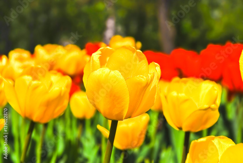 Yellow and red tulips on a flowerbed in a Sunny weather