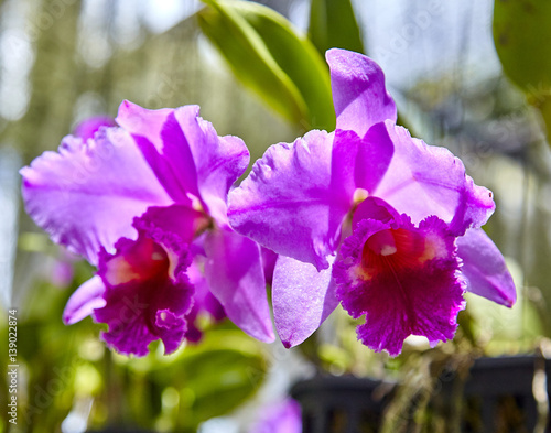 Purple orchids, Violet orchids. Orchid is queen of flowers. Orchid in tropical garden. Orchid in nature. photo