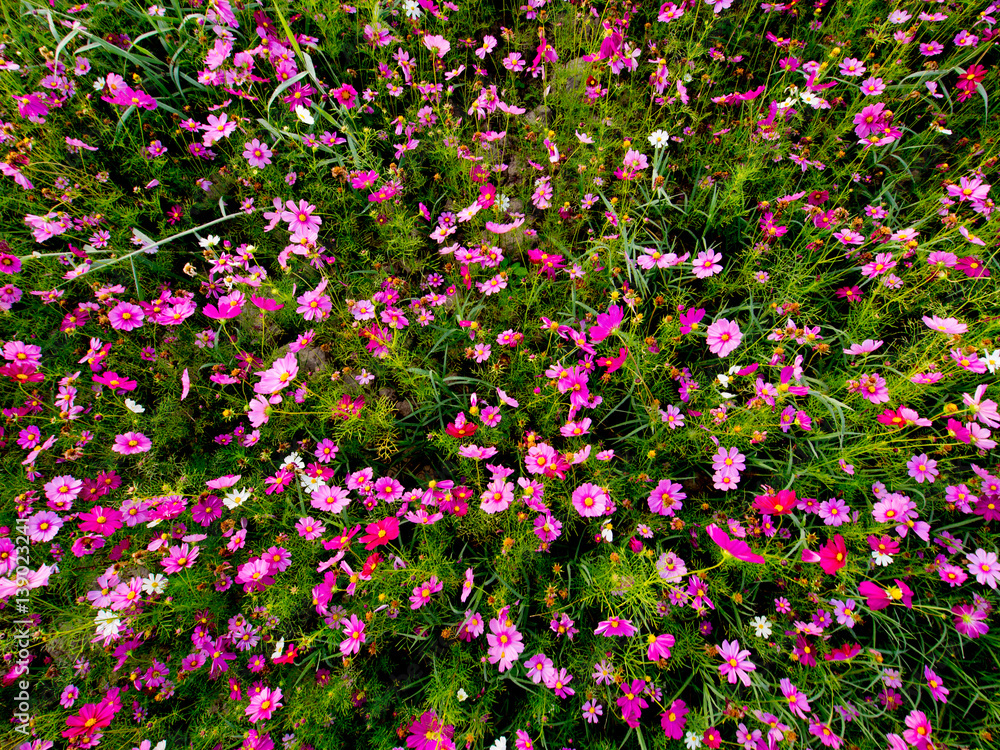 Fototapeta premium cosmos flower field on mountain