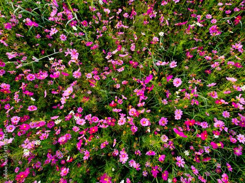 cosmos flower field on mountain © Chanakhan