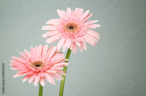 Fototapeta Naklejka Na Ścianę i Meble -  Beautiful Daisy flower on background vintage style