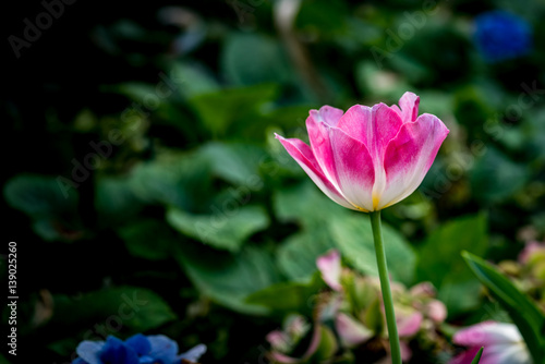 Pink tulip flowers