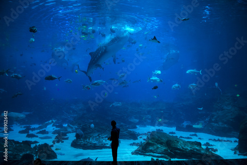 Fototapeta Fishes in aquarium