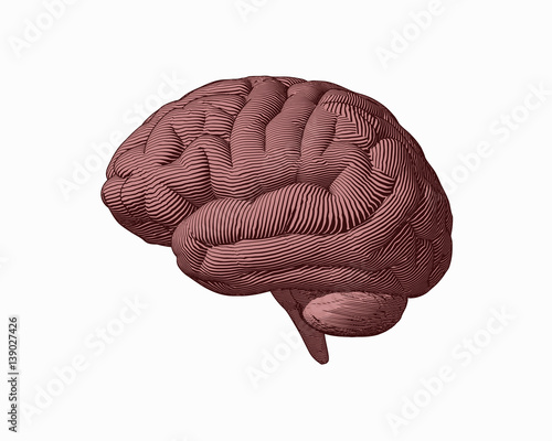 Brown engraving brain side view illustration