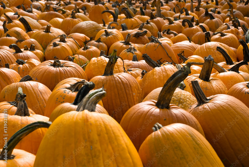 Obraz premium Pumpkin