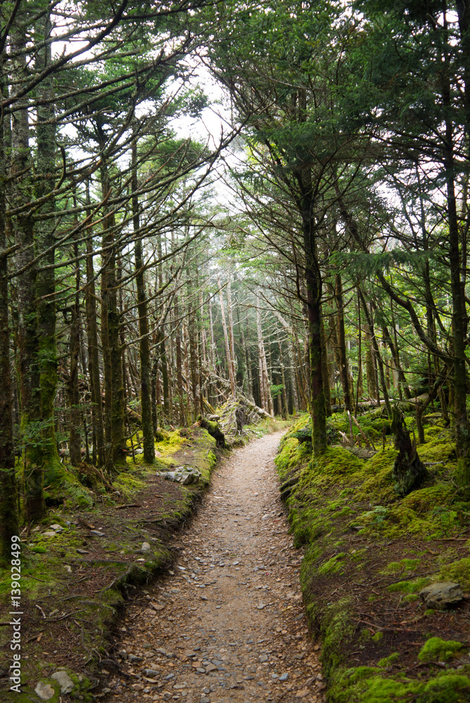 Trail on Mt LeConte