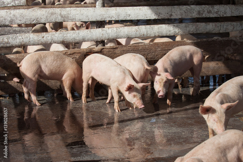 Photography Pig Farm