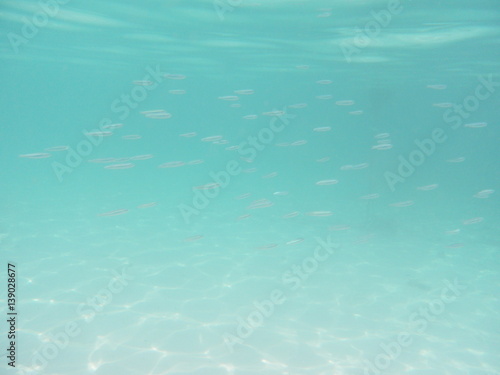 Small fishes in ocean - nature background