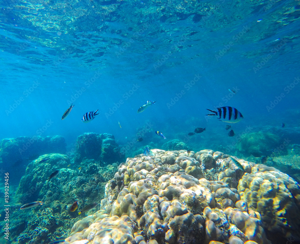 Fototapeta premium Coral reef with tropical fish underwater image. Fish silhouettes undersea photo.