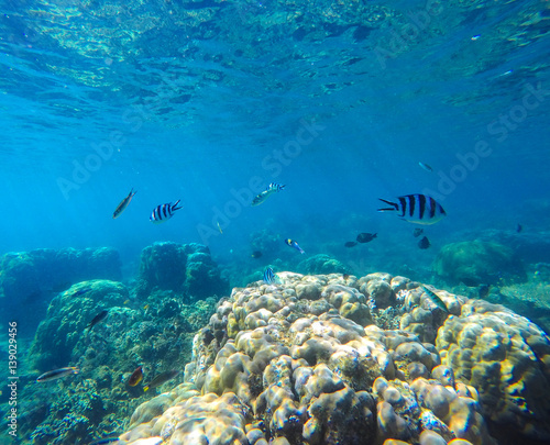 Coral reef with tropical fish underwater image. Fish silhouettes undersea photo.