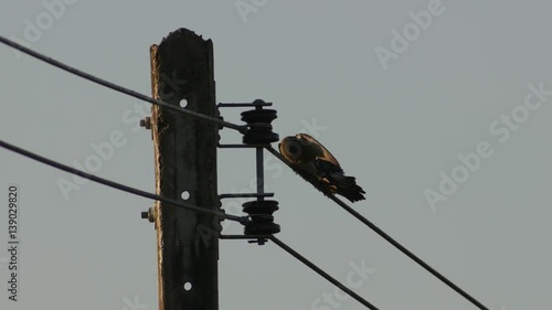 Ashy Woodswallow bird is flying and joining a group on the electrical line in the evening photo