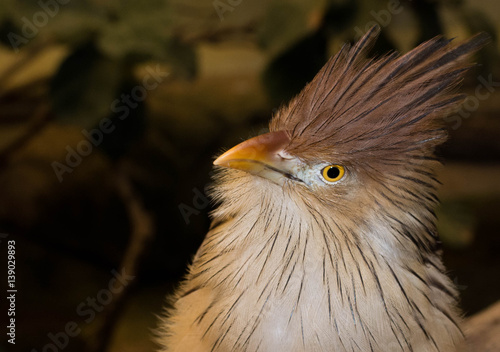 Картината върху платно Guira Cuckoo Bird Portrait