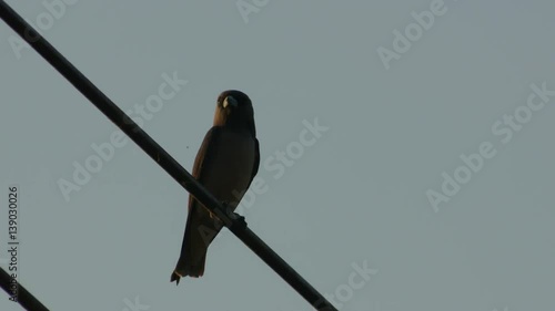 Ashy Woodswallow bird is resting on the electrical wire and flying away in the evening photo