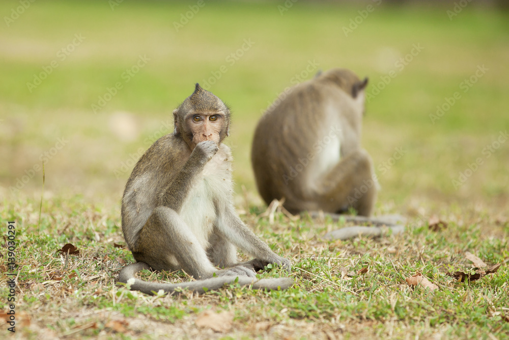 Naklejka premium Monkeys sitting and eating