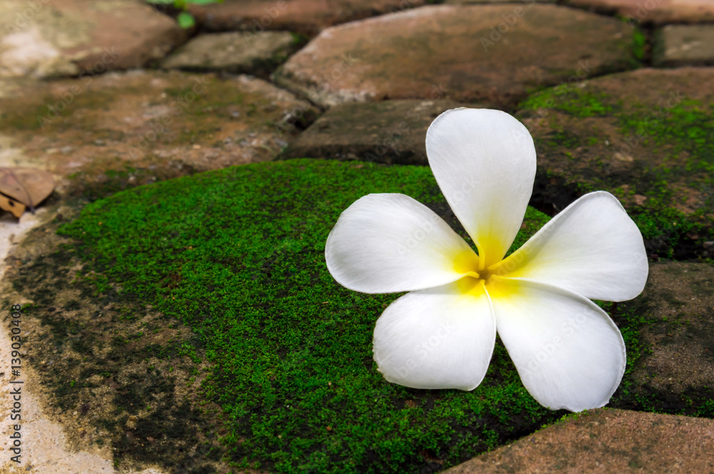 Plumeria flower on stone with green moss Plumeria flower on stone with green moss