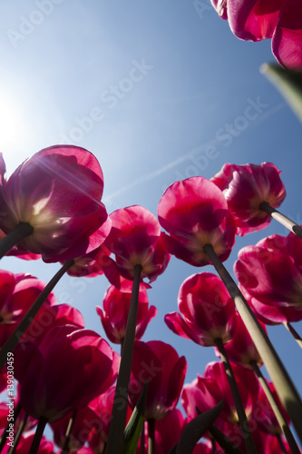 Fresh spring tulips with sky