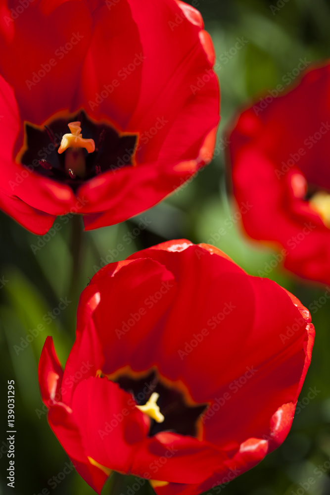 Beautiful close up macro tulip Beautiful close up macro tulip