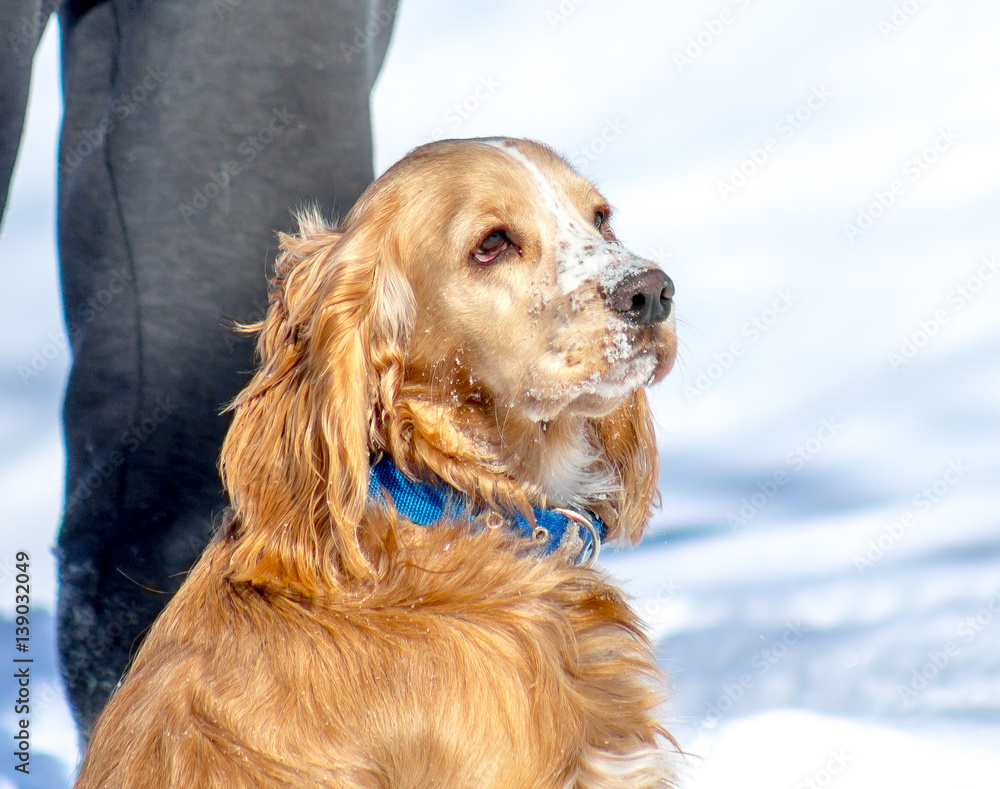 dog walking in the snow in the winter dog walking in the snow in the winter