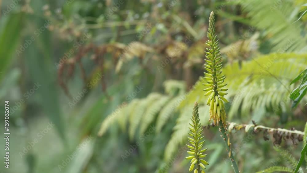 aloe vera flower buds are shaking with gently wind aloe vera flower buds are shaking with gently wind