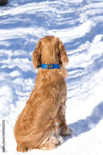 dog walking in the snow in the winter - cocker dog walks in the snow in the winter