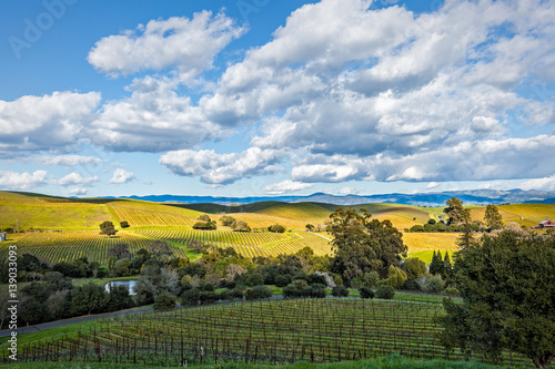 Bare vines in winter forming patterns across landscape in vineyards off Silverado Trail near Napa, California.
