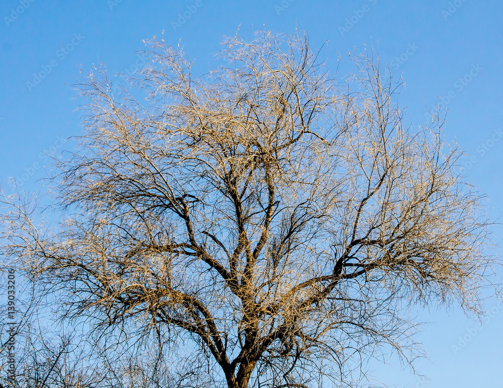 dry tree against the sky dry tree against the sky