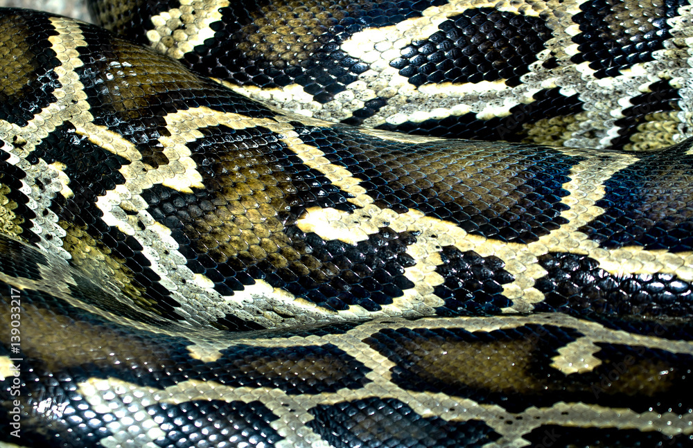 snake skin as a background snake skin as a background