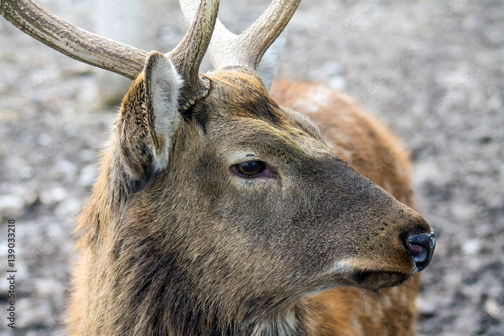 Fototapeta premium Deer in nature head